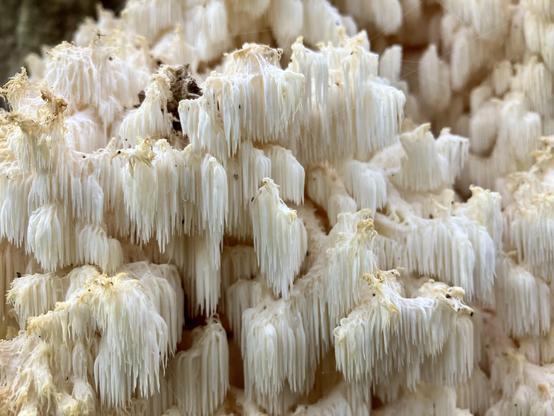 The rare Hericium Coralloides in a forest in The Netherlands.
