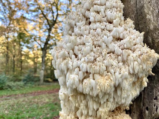 The rare Hericium Coralloides in a forest in The Netherlands.