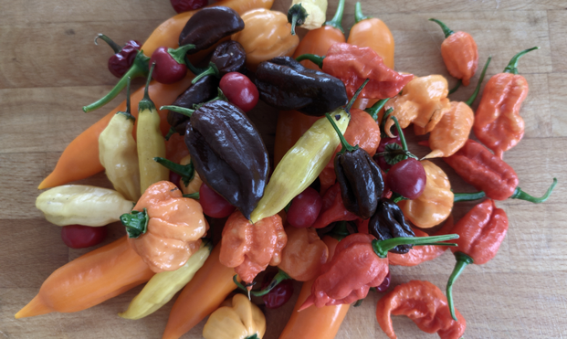 ein bunter Haufen voller Chilis