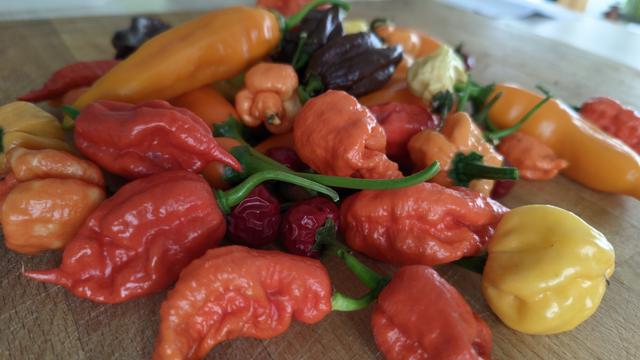ein bunter Haufen voller Chilis