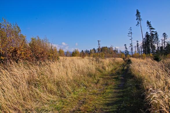 Hřebenová cesta. Vlevo uschlá žlutá tráva, vpravo několik osamocených stromů, které nebyly pokáceny