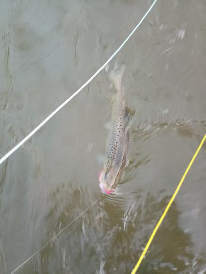 A brown trout caught on a bright pink lure. It is in the water.