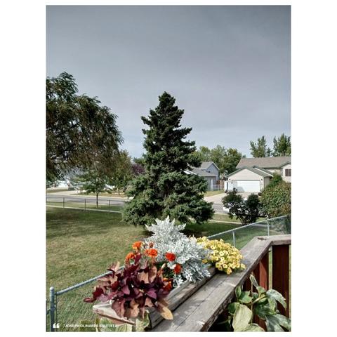 A calm, overcast morning in West Fargo, North Dakota, marks the start of autumn. Potted flowers and plants in vivid shades of orange, yellow, and deep red sit along a wooden deck railing, bringing warmth to the scene. In the background, a towering evergreen and well-kept suburban homes line a peaceful street. The first signs of fall are just beginning to show, with a few leaves starting to shift color as the season subtly unfolds.