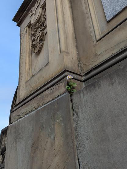 Picture of a flower growing out of a stone monument