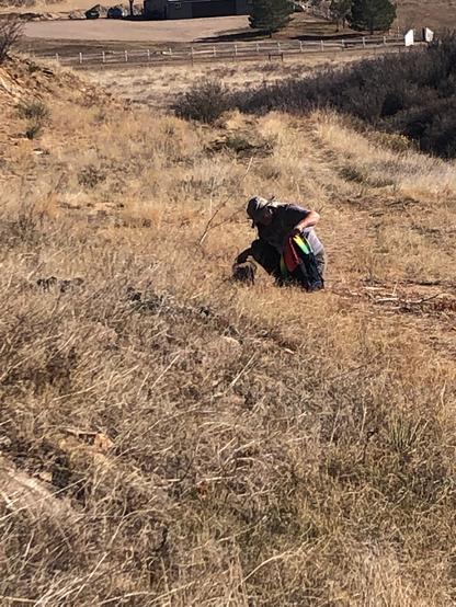 A person wearing a hat, squatting in front of a small sage plant, clipping seed heads and putting them in a bag.
