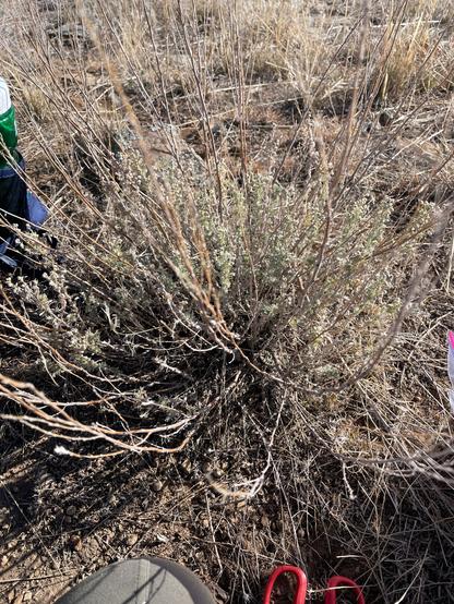 A sage plant, with many long brown stems with tiny gray-green leaves.