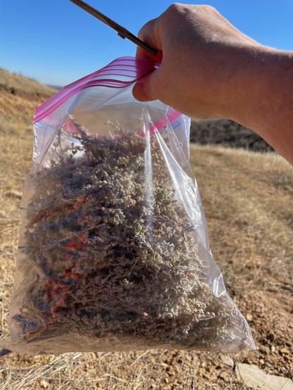 A bag of Artemisia frigida seed heads. We collect them in plastic bags because the seeds are so tiny they fall through the seams of paper bags. They will be taken back to the office and spread out to air dry. Later, we will have a seed-cleaning party.