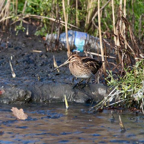 Snipe with plastic bottle