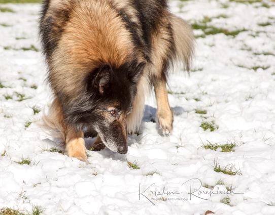 A Belgian Tervuren intensely focused on ground search in a snow-covered field with grass peeking through.