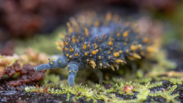 A photograph of a giant springtail - a soft bodied, blue invertebrate with long yellow spines covering its body. The springtail is walking on the moss-covered surface of a decaying log.