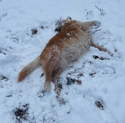 From this date in 2022; sure gonna miss Jagger goofin’ off in the snow he really loved
