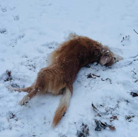 From this date in 2022; sure gonna miss Jagger goofin’ off in the snow he really loved