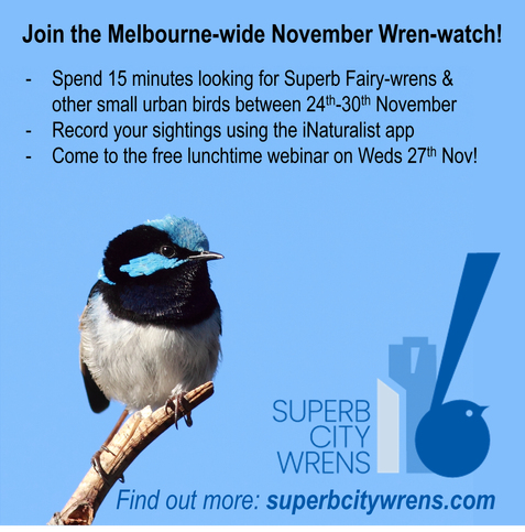 A blue square tile contains information about the Superb City Wrens "wren-watch", the SCWs logo and a male superb fairy-wren perched on a twig. The text reads: "Join the Melbourne-wide November Wren-watch! Spend 15 minutes looking for Superb Fairy-wrens & other small urban birds between 24th-30th November. Record your sightings using the iNaturalist app. Come to the free lunchtime webinar on Weds 27th Nov!"