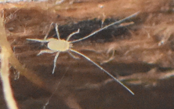 A very small light yellow arthropod, probably a mite.