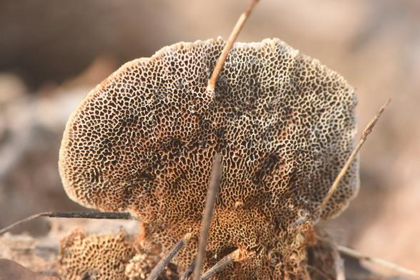 Bottom of a bracket fungus with vertical pores.