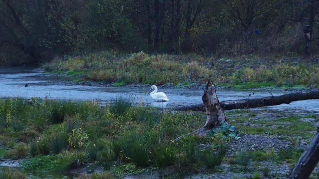Ein weißer Schwan  in einem Fluß. Baumstümpfe und Baumstämme liegen herum