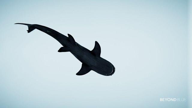 A reef shark seen from below, dark against the light blue water as background.