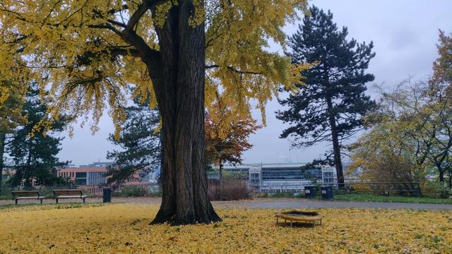 Ein kleines Trampolin mit gelbem Textilrand steht unter einem Ginkgo-Baum, dessen Blätter teilweise schon einen gelben Teppich bilden.