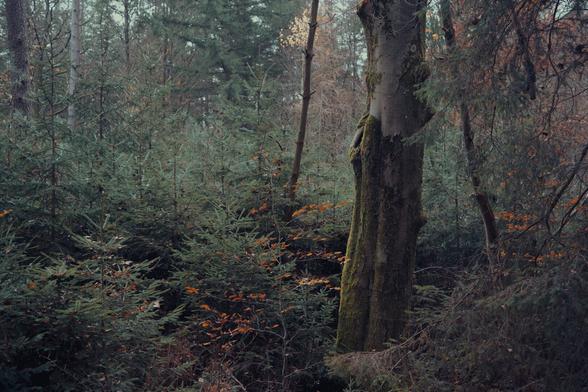 A quiet forest scene, where evergreen branches brush against the air and a moss-covered trunk stands like an ancient sentinel. Faint flecks of autumn leaves cling to branches, their orange hues adding whispers of warmth amid the deep greens. Here, time feels paused, as if the trees are sharing secrets in the stillness of the woods.