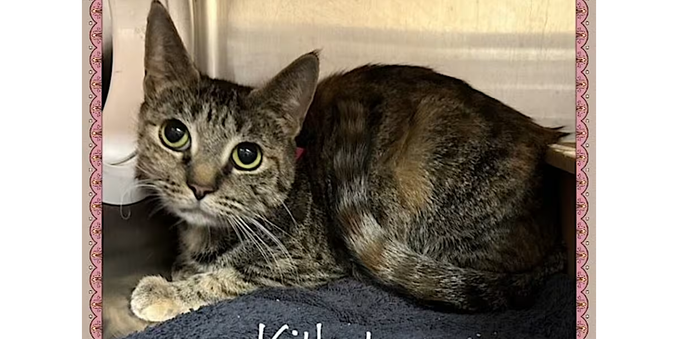 A cute tabby lies on its stomach looking up toward the camera with big, round green eyes