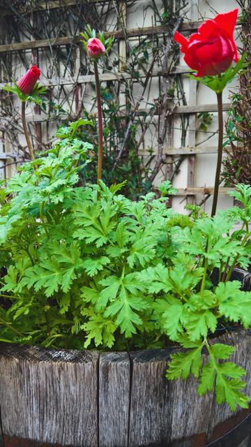 #Nope... #NotRoses... In #Nopevember...!