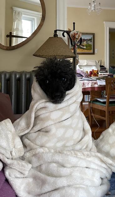 A small, damp curly-haired dog wrapped up in a fleece blanket. Only his face and head are visible. The rest of him is swaddled warm and cozy. His expression is a combination of skeptical and rueful. He's on a couch. In the background is part of a mirror reflecting a window and curtain. Also visible are a radiator, lamp, dining room table and chair, laptop, sewing machine, and an oil painting of old boats and a lobster wharf.