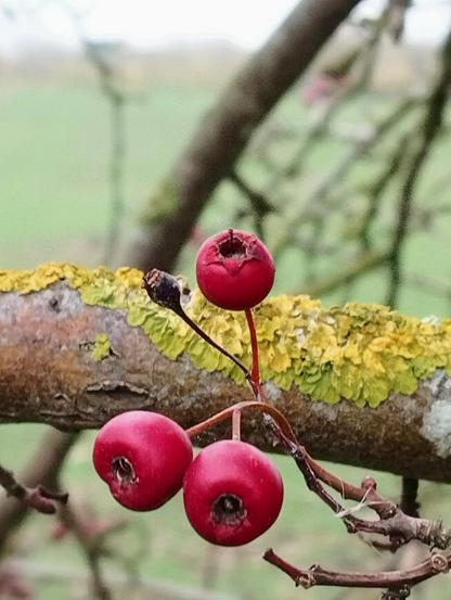 Im Vordergrund wachsen drei leuchtend rote Weißdornbeeren an einem zarten braunen verästelten Zweig. Direkt dahinter verläuft quer ein dickerer Ast, auf dem grün-gelbes Lichen wächst. Im Hintergrund des Bildes befinden sich verschwommen weitere Äste und eine hellgrüne Wiese.

In the foreground, three bright red hawthorn berries grow on a delicate brown branched twig. Directly behind it runs a thicker branch on which green-yellow lichen is growing. In the background of the picture there are more blurred branches and a light green meadow.