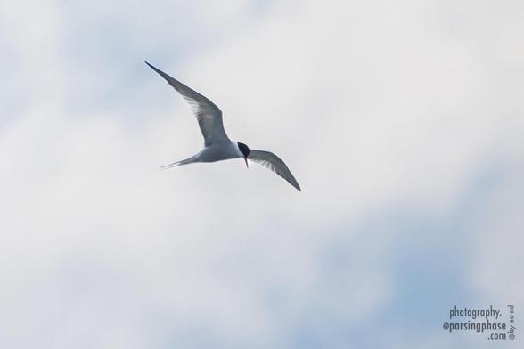 A gracile, angular white seabird with a black cap and narrow, pointed red bill peers down as it glides in front of soft clouds.