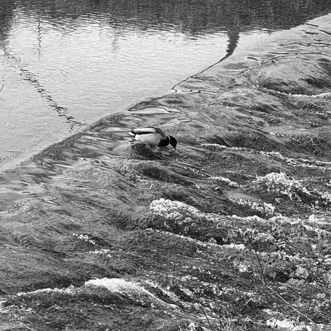 A single duck picking stuff from the rocks in the Töss river near Winterthur, Switzerland. Applied the iPhone’s Mono filter and cut the photo.