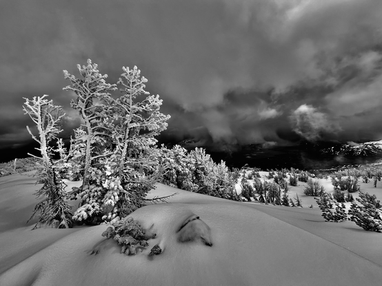 A beautiful snow covered tree stands above the snow covered slopes which cannot hide the sorrow of this election.
