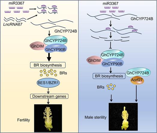 Diagrams comparing mechanisms that lead to fertile vs male-sterile cotton lines. In the fertile cotton line 2074B, the long non-coding RNA lncRNA67 acted as an endogenous target mimic, regulating microRNA-mediated cleavage of GhCYP724B, encoding a cytochrome P450 that promotes brassinosteroid biosynthesis. In the cytoplasmic male sterile line 2074A, GhCYP724B interacted with a unique chimeric open reading frame, resulting in male sterility.