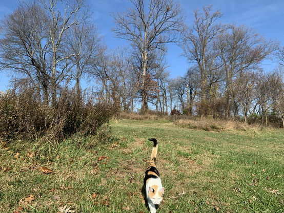 Mitta, the temple cat, walking in the back-area paths.