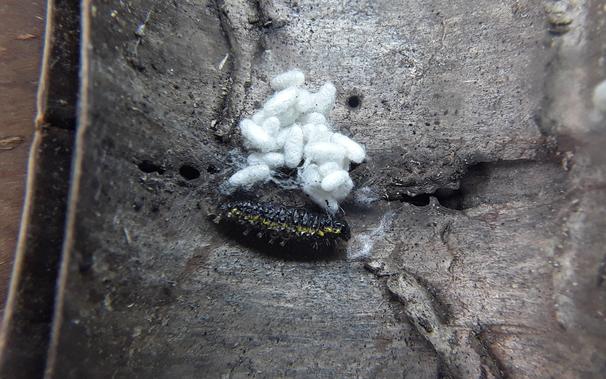 black caterpillar with a yellow stripe, dead next to some small silk cocoons