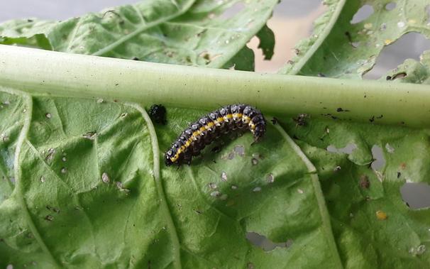 the same caterpillar before, alive and healthy looking, nibbling on a green leaf