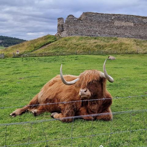 Murdo laying down in his field in front of Castle Roy. Murdo was a Highland cow (surely bull, but that sounds wrong) who was hand reared from babyhood. In the distance, above Murdo's left horn is Buster the sheep.