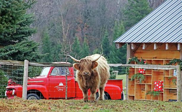 Classic red Ford truck behind a fence with pine trees and festive wooden shed and a Highland Cow in front