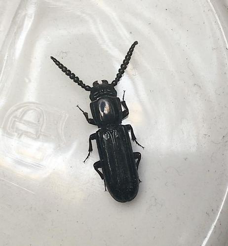 A shiny black beetle on a white background. It is elongate with parallel sides. The antennae are like a thick string of beads
