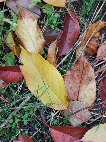 Leaves