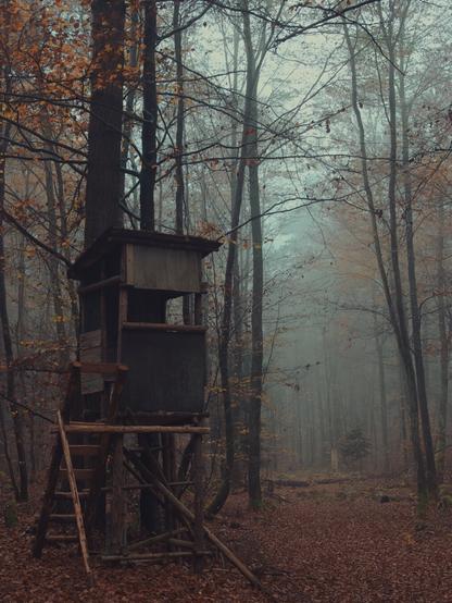 A perch in the middle of a misty forest. It's not very high off the ground. Just a 1.5 meters. There is a short wooden leader, so that you can go inside. To the right of the perch, there is a path leading further into the forest. It looks like it's there to guard the intersection.