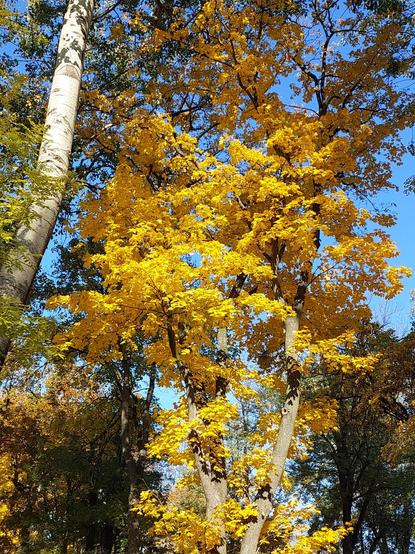 Autumn
