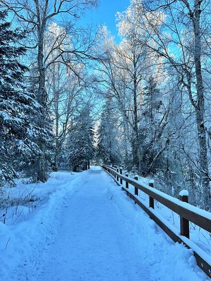 We have someone who volunteers his time to plow the trails at Centennial Park and he does a marvelous job. This is a picture from part of the trail, which has been plowed, and the trees that line it are all frosted.