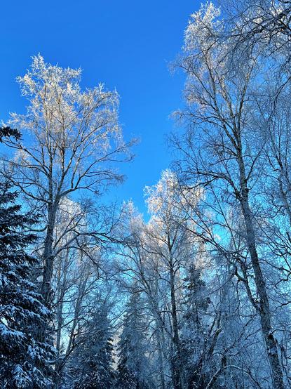Another picture of the frosted trees along the trail.