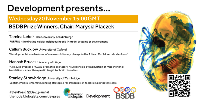 Development presents... webinar on Wednesday 20 November 15:00GMT. Featuring BSDB prize winners. Chaired by Marysia Placzek. 

Talk 1: Tamina Lebek (The University of Edinburgh) ‘PUFFFIN – Illuminating cellular neighbourhoods in model systems of development’ 

Talk 2: Callum Bucklow (University of Oxford) ‘Developmental mechanisms of macroevolutionary change in the African Cichlid vertebral column’ 

Talk 3: Hannah Bruce (University of Liege)
‘A cleaved cytosolic FOXG1 promotes excitatory neurogenesis by modulation of mitochondrial translation – a new therapeutic target for brain disorders’ 

Talk 4: Stanley Strawbridge (University of Cambridge) ‘Spatiotemporal chromatin binding strategies for transcription factors in pluripotent cells’