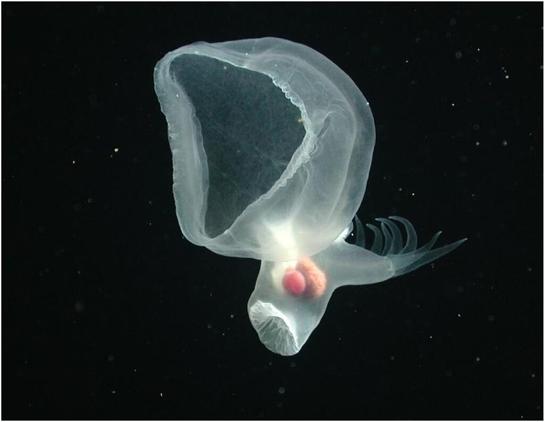 le-mollusque-mystere-une-limace-de-mer-bioluminescente-video-1