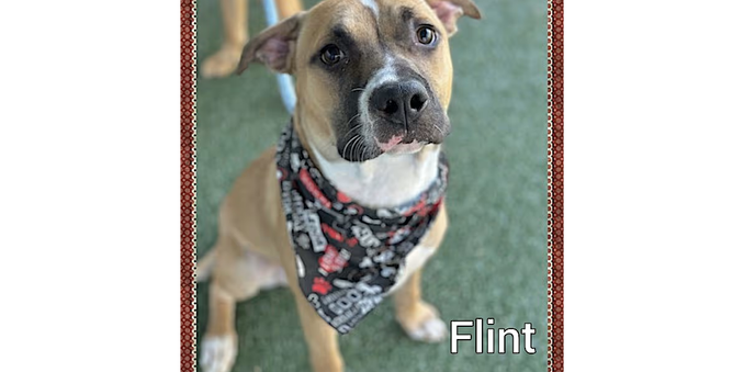 A pit bull wearing an ornate bandana sits on a lawn, looking up toward the camera expectantly
