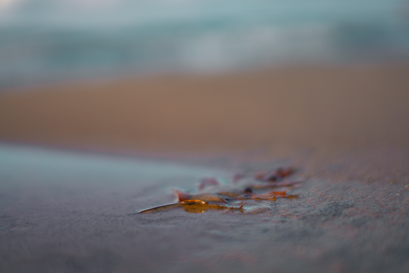 A leaf partially submerged in sand and water at the shoreline of a lake in November. Soft and abstracted, with orange sand and blue water.