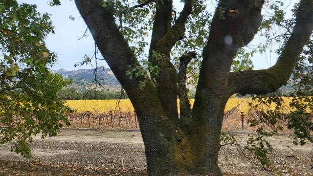 In the foreground is the trunk of a large tree that splits into three main branches. Behind the tree is a vineyard with yellow leaves and in the background are hills covered with green trees and dried grasses.