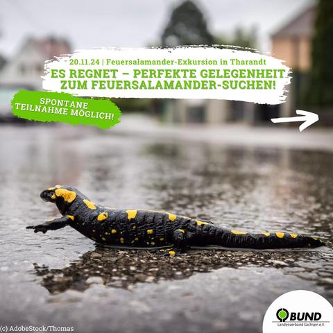 Feuersalamander Exkursion
