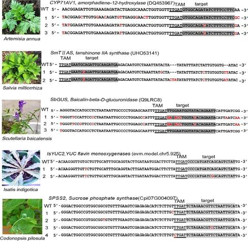 Morpholgical images and target gene sequences in the medicinal plants, Artemisia annua, Salvia miltiorrhiza, Scutellaria baicalensis, Isatis indigotica, and Codonopsis pilosula.