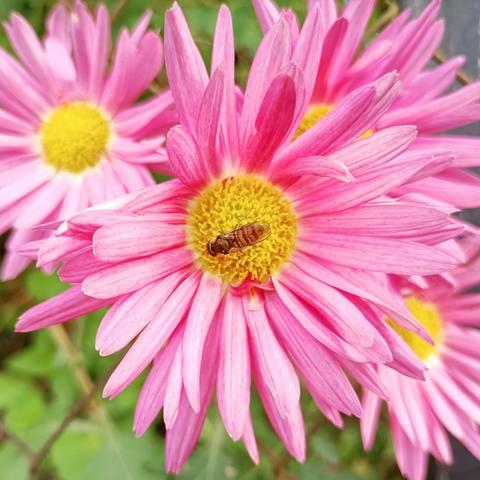 formatfüllend ist hier eine blüte im bild, die die bauform einer margerite hat, also ein blütenkorb in der mitte mit vielen kurzen stempeln und staubgefäßen und ein kranz lanzettförmige blütenblätter außen herum. dieser kranz ist hier nicht weiß sondern kräftig bonbon-rosa und auch deutlich dichter, nicht einreihig, sondern doppelt bis dreifach gestaffelt- der blütenkorb in der mitte ist leuchtend gelb, es sitzt eine schwebfliege darauf, dazu mehr im nächsten bild.